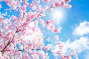 Blütentherapie Foto: © eyetronic @ Fotolia Blütentherapie Foto: © eyetronic @ Fotolia