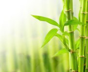 Chi Chi Sticks Foto: © oly5 @ Fotolia Chi Chi Sticks Foto: © oly5 @ Fotolia