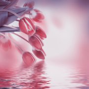 Die Magie Foto: © seqoya @ Fotolia Die Magie Foto: © seqoya @ Fotolia