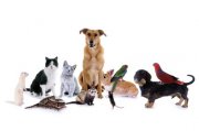 Haustiere Foto: © grafikplusfoto @ Fotolia Haustiere Foto: © grafikplusfoto @ Fotolia