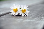 Hochsensible und empfindsame Liebe © Peter Heckmeier @ Fotolia Hochsensible und empfindsame Liebe Foto: © Peter Heckmeier @ Fotolia