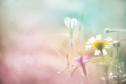 Mantras Foto: © Floydine @ Fotolia Mantras Foto: © Floydine @ Fotolia
