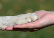 Tierkommunikation und Tier-Energetik Foto: © kontessina @ Fotolia Tierkommunikation und Tier-Energetik Foto: © kontessina @ Fotolia