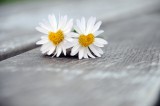 Dualseele Foto: © Peter Heckmeier @ Fotolia Dualseele Foto: © Peter Heckmeier @ Fotolia