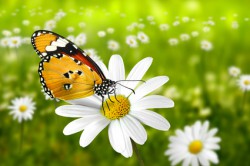 Talisman © K._U. Häßler @ Fotolia Talisman Foto: © K._U. Häßler @ Fotolia