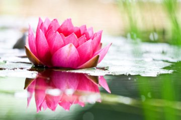 Partnerzusammenfhrung - was steckt dahinter? Foto: © danielschoenen @ Fotolia