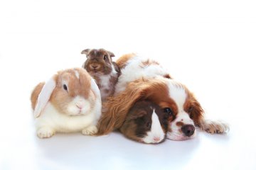 Vermisste Haustiere mit Telepathie wiederfinden Vermisste Haustiere mit Telepathie wiederfinden  Foto: ©  Nalaphotos @ shutterstock