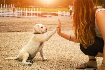 Tierkommunikation: was der Hund wirklich will Tierkommunikation: was der Hund wirklich will Foto: © manushot @ shutterstock