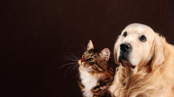 Tiersprache: Was will mir mein Tier sagen? Lernen Sie, Hund und Katze zu verstehen! Foto: © Tania Wild @ shutterstock