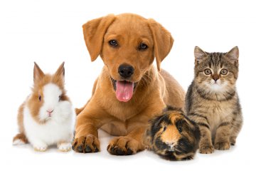 Haustiere: Welches passt zu mir? Foto: © Dora Zett @ shutterstock