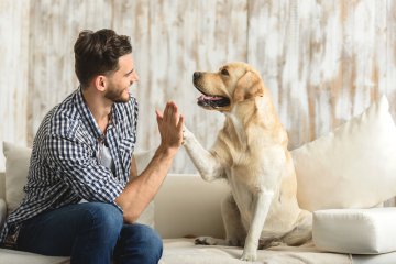 Tierkommunikation  wie kommunizieren Tierkommunikatoren mit dem Tier? Foto: © Olena Yakobchuk @ shutterstock