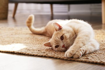 Tiere verstehen  Der Schlüssel zur erfolgreichen Tierkommunikation  Foto: &copy;  Evrymmnt.jpeg @ AdobeStock